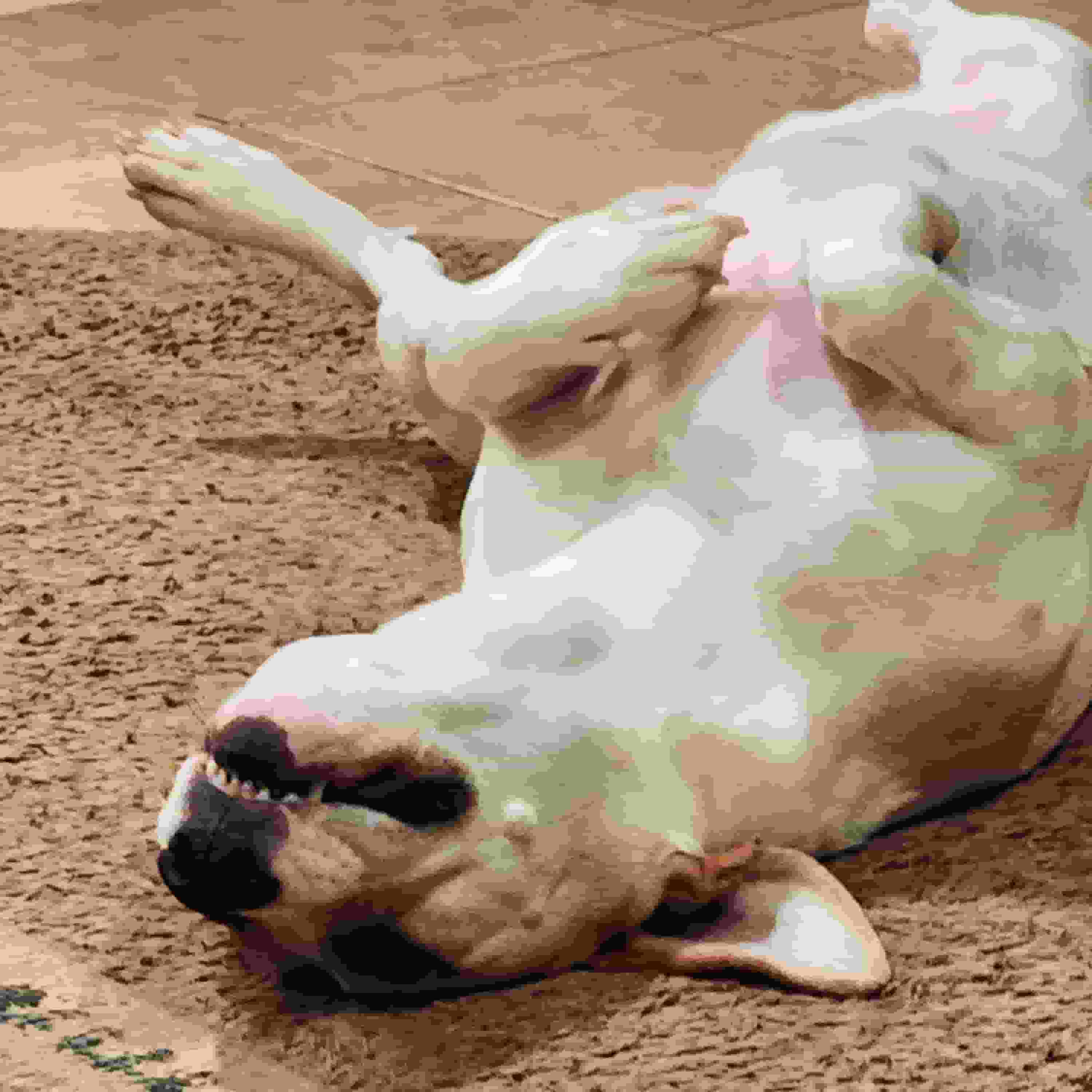 picture of my dog named daisy laying upsidedown