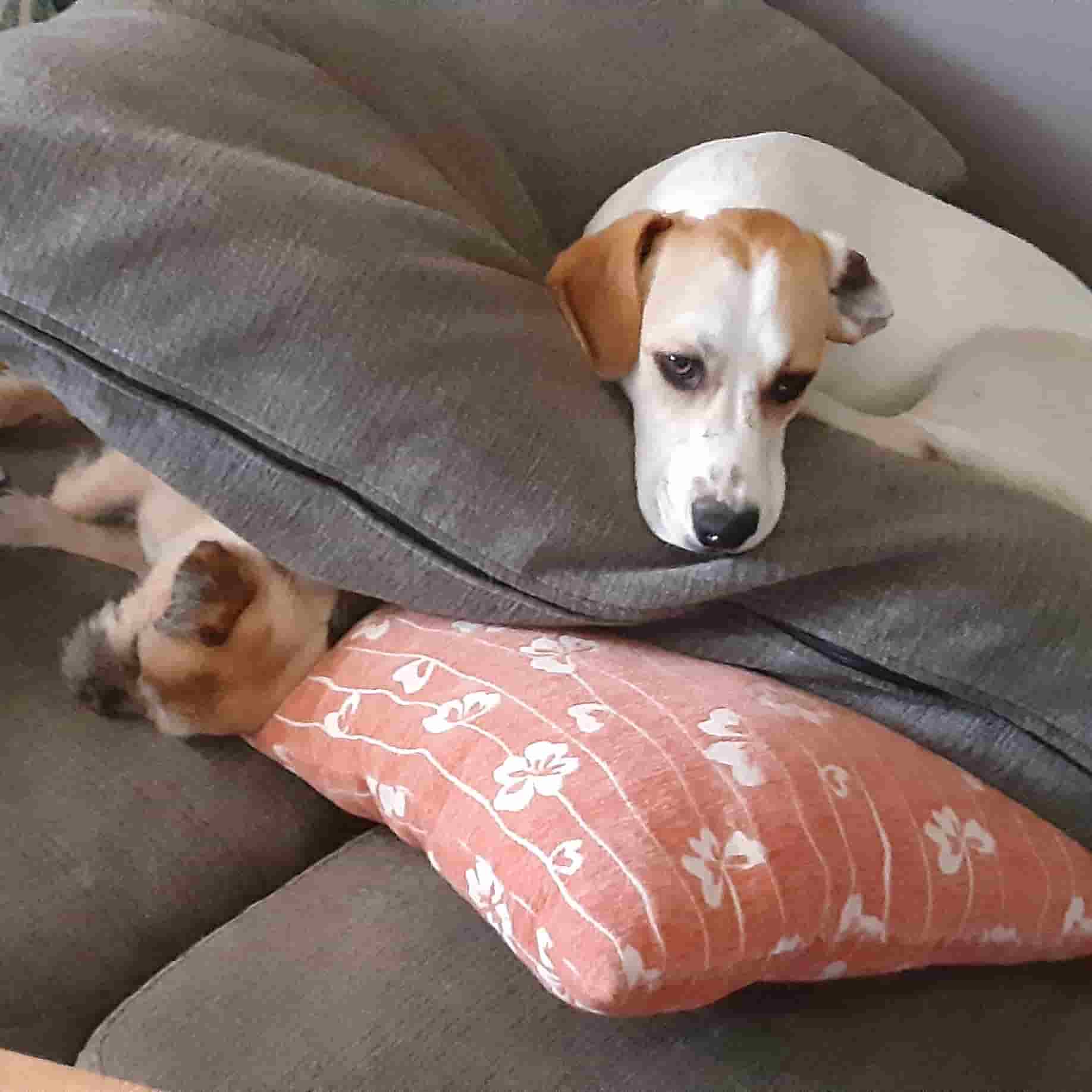 picture of my dog daisy laying on a pillow ontop of my other dog
