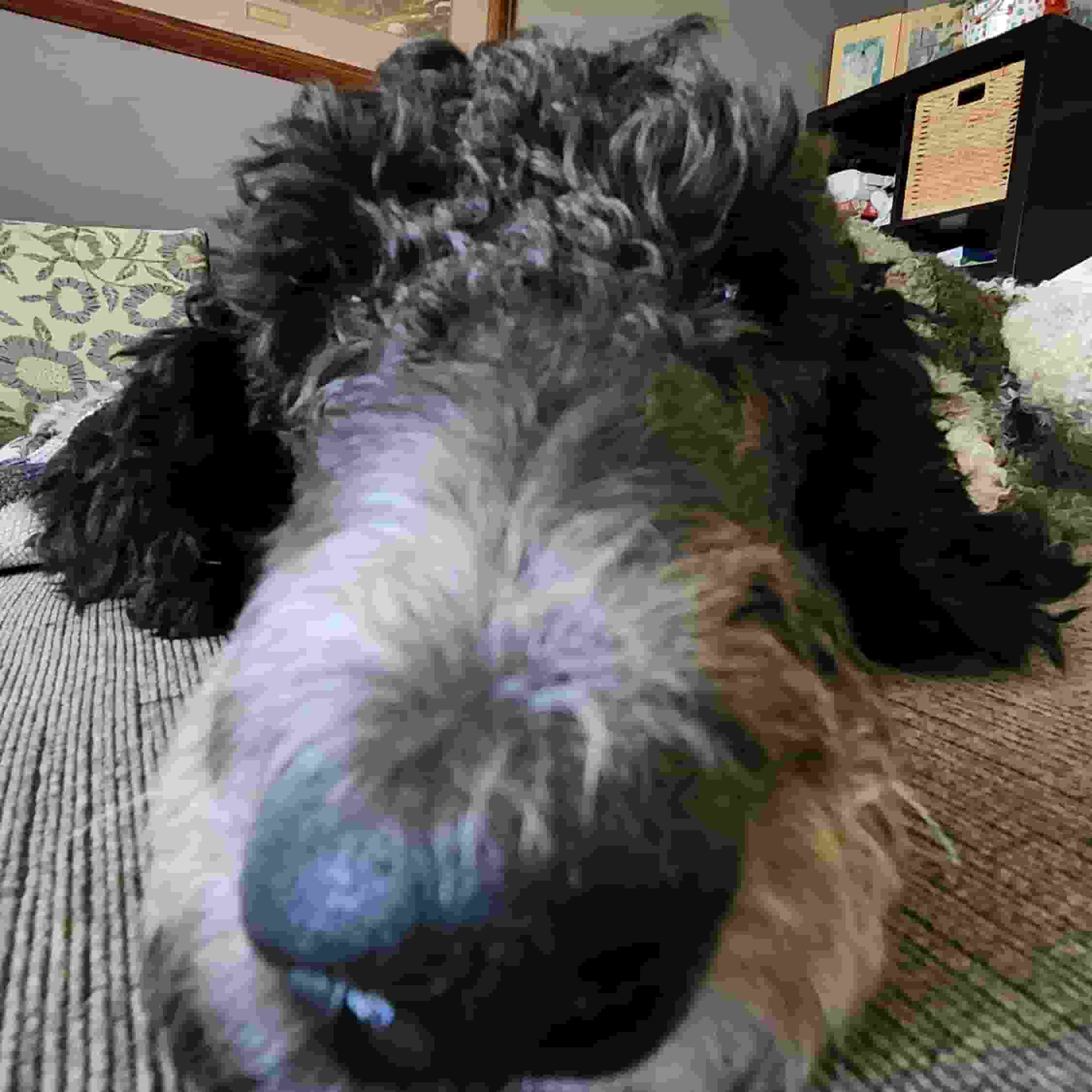 picture of my dog millie up close to her face