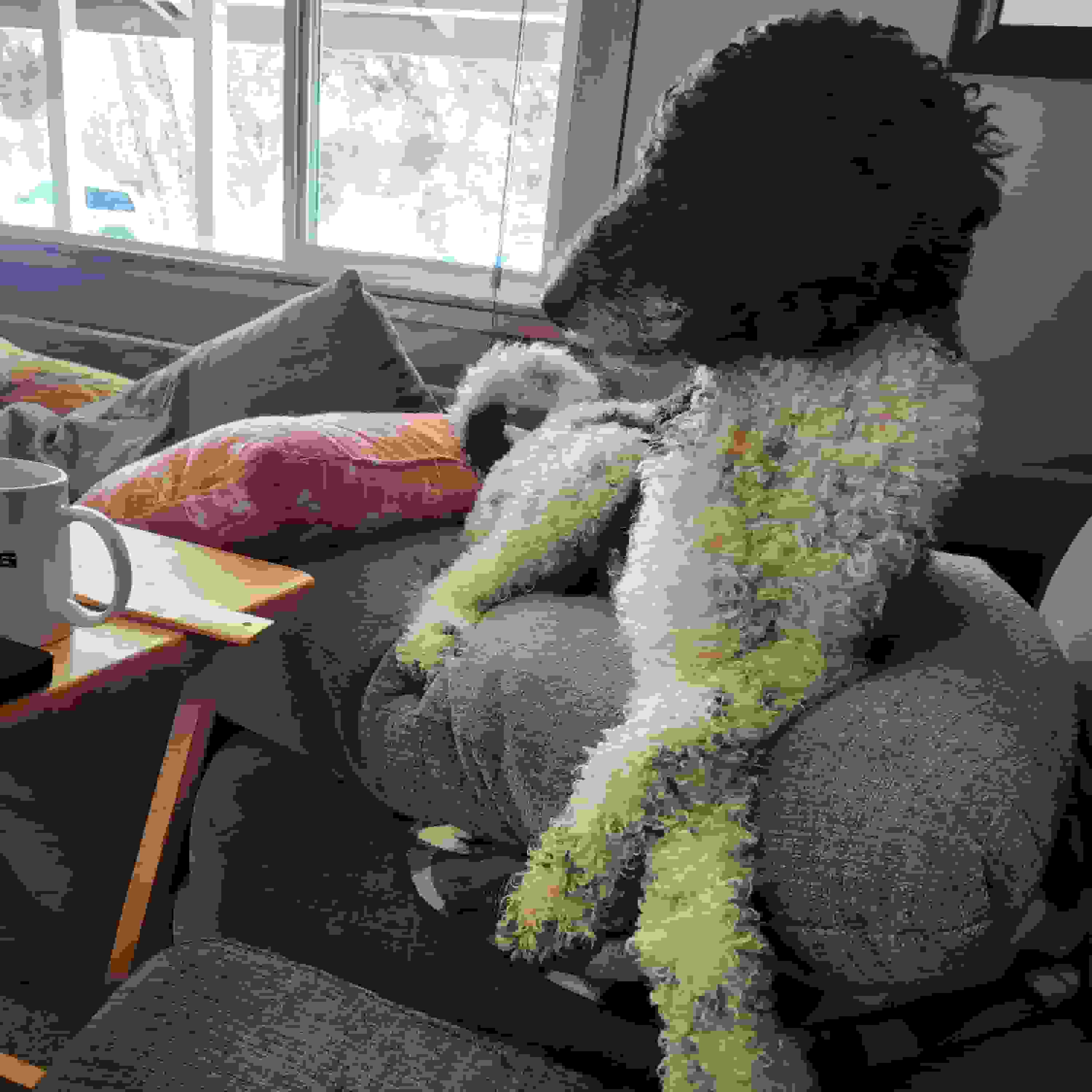 picture of my dog millie sitting with her front legs crossed