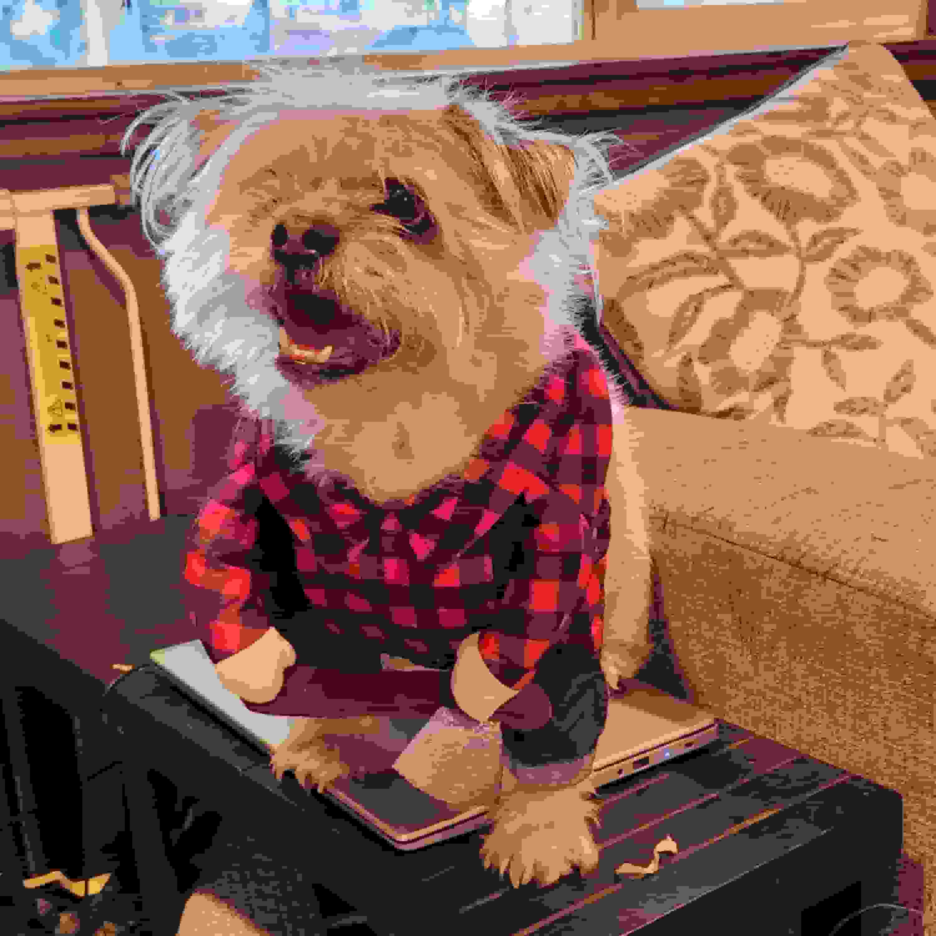 picture of my dog named potato in a lumberjack costume