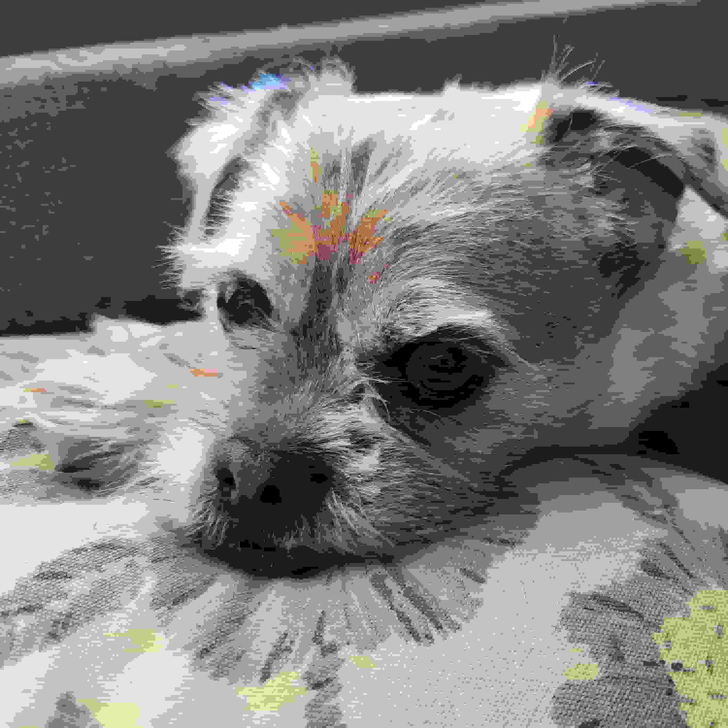 picture of my dog potato's face while hes laying