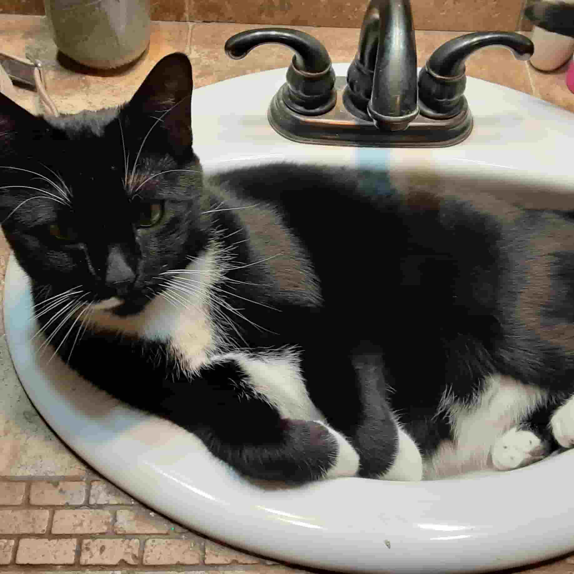 picture of my cat named scout laying in a sink