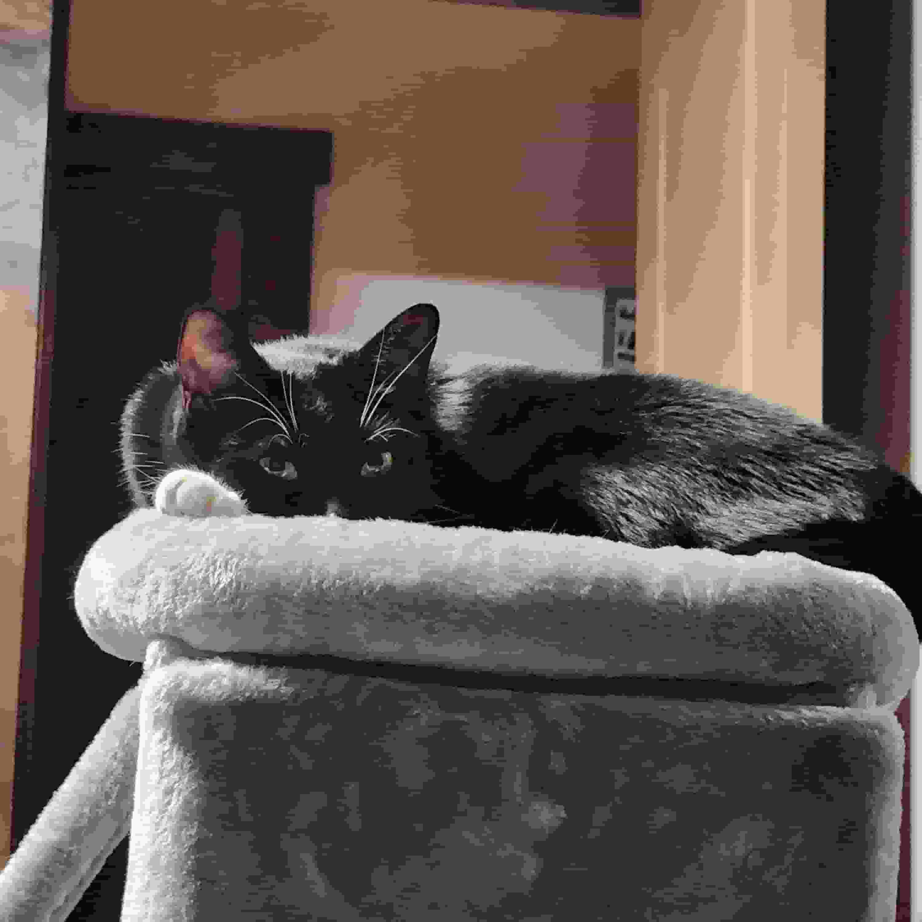 picture of my cat scout staring at the camera while laying on his cat tree